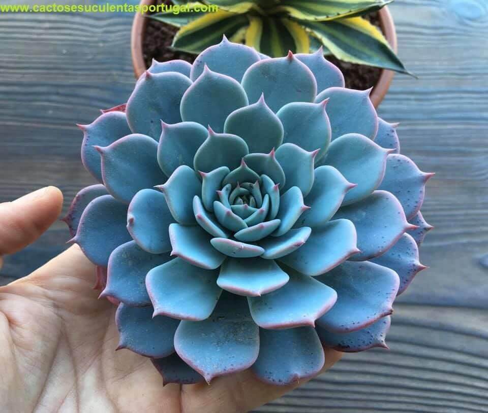 Echeveria secunda 'Azulita'